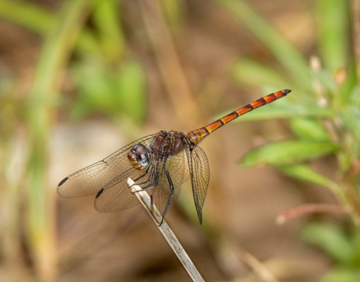 Golden Streamskimmer, Dragonfly, Trinidad, Dragonfly Nature Tour, Trinidad Entomology Tour, Naturalist Journeys