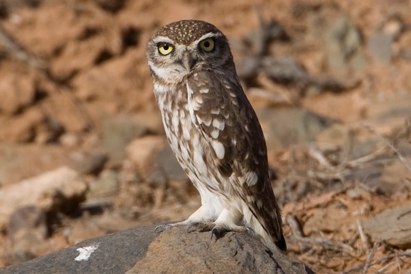 Little Owl, Morocco, Morocco Birding Tour, Morocco Nature Tour, Morocco Wildlife Tour, Naturalist Journeys