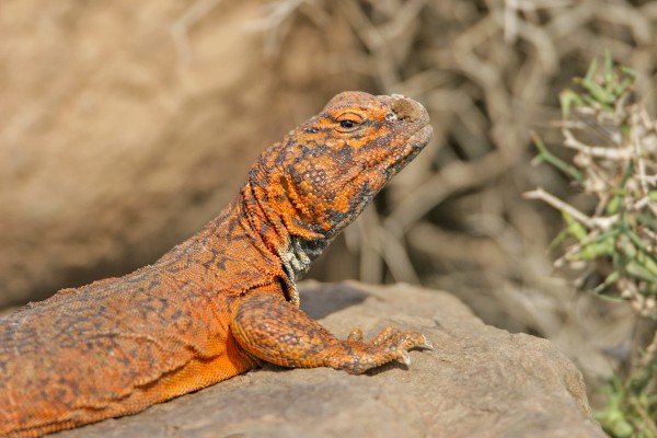 Lizard, Morocco, Morocco Birding Tour, Morocco Nature Tour, Morocco Wildlife Tour, Naturalist Journeys