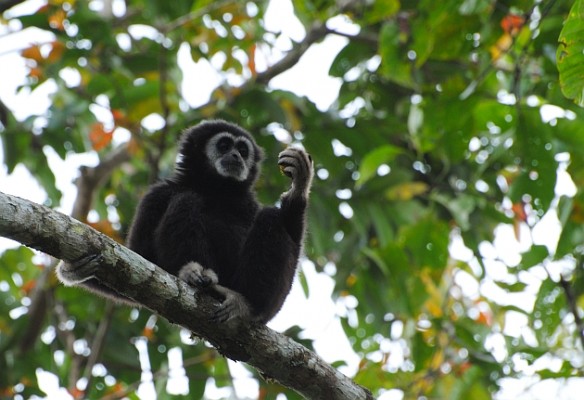 White-handed Gibbon, Thailand, Thailand Birding Tours, Asia Birding Tours, Naturalist Journeys 