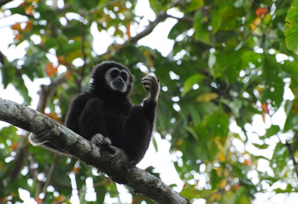 White-handed Gibbon, Thailand, Thailand Birding Tours, Asia Birding Tours, Naturalist Journeys
