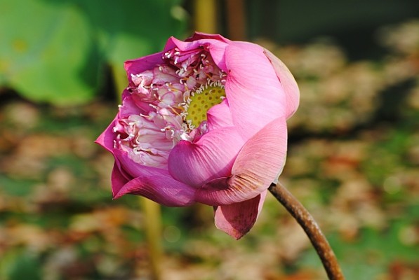 Lotus Flower, Thailand, Thailand Birding Tours, Asia Birding Tours, Naturalist Journeys 