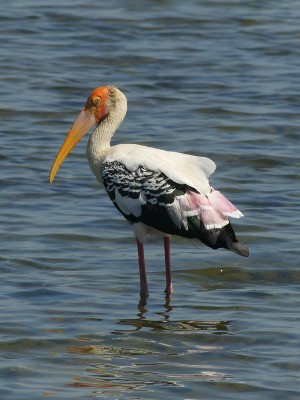 Painted Stork, Thailand, Thailand Birding Tours, Asia Birding Tours, Naturalist Journeys 