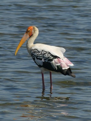 Painted Stork, Thailand, Thailand Birding Tours, Asia Birding Tours, Naturalist Journeys