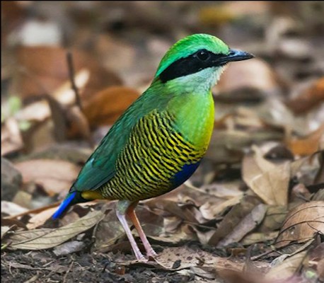 Bar-bellied Pitta, Thailand, Thailand Birding Tour, Thailand Bird photography tour, Thailand Nature Photography Tour, Naturalist Journeys