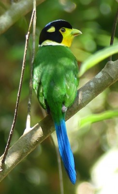 Long-tailed Broadbill, Thailand, Thailand Birding Tour, Thailand Bird photography tour, Thailand Nature Photography Tour, Naturalist Journeys