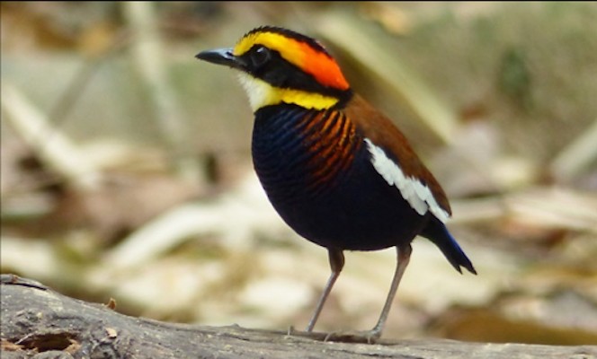 Malayan Banded Pitta, Thailand, Thailand Birding Tour, Thailand Bird photography tour, Thailand Nature Photography Tour, Naturalist Journeys