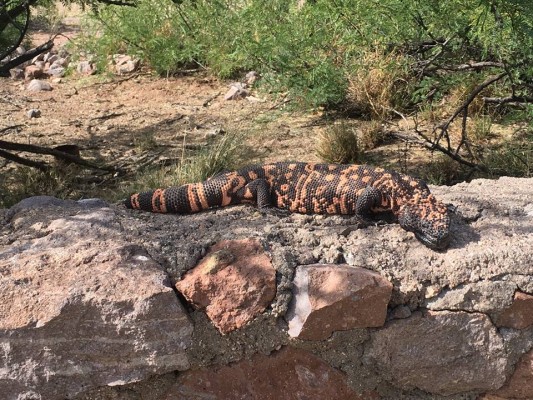 Gila Monster, Southeast Arizona, Arizona, Arizona Nature Tour, Arizona Birding Tour, Naturalist Journeys