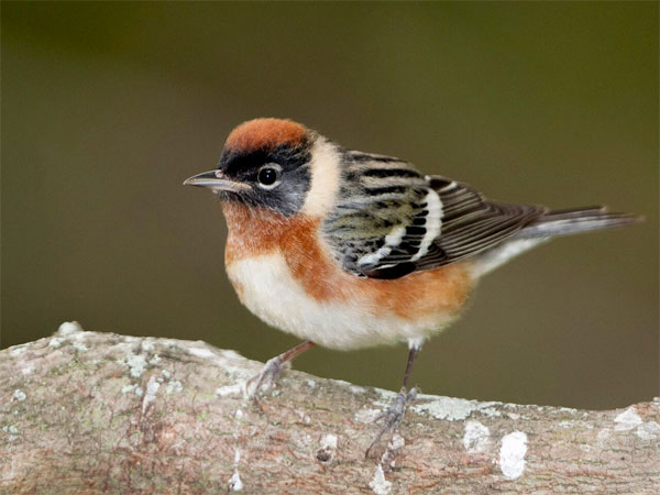 Bay-breasted Warbler, Ohio, Spring Migration, Maumee Bay, Oak Openings, Spring Migration Tour, Migration Tour, Naturalist Journeys