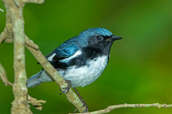 Black-throated Blue Warbler, Ohio, Spring Migration, Maumee Bay, Oak Openings, Spring Migration Tour, Migration Tour, Naturalist Journeys 