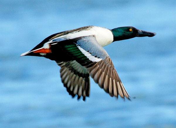Northern Shoveler, Ohio, Spring Migration, Maumee Bay, Oak Openings, Spring Migration Tour, Migration Tour, Naturalist Journeys