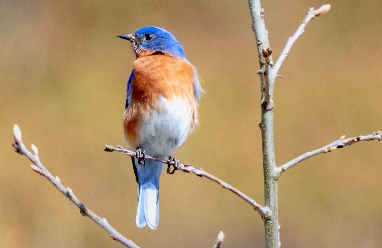 Eastern Bluebird, Ohio, Spring Migration, Maumee Bay, Oak Openings, Spring Migration Tour, Migration Tour, Naturalist Journeys
