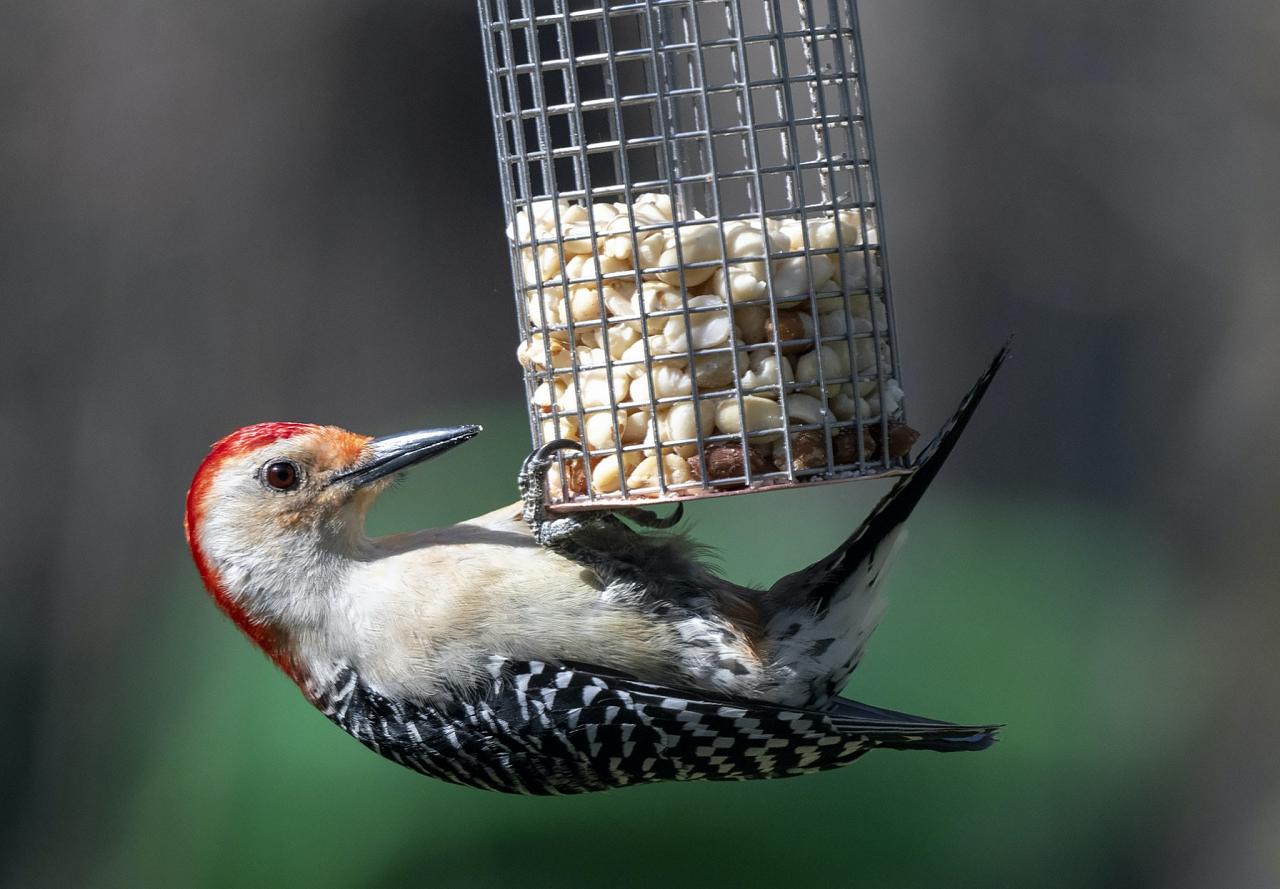 Red-bellied Woodpecker, Ohio, Spring Migration, Maumee Bay, Oak Openings, Spring Migration Tour, Migration Tour, Naturalist Journeys