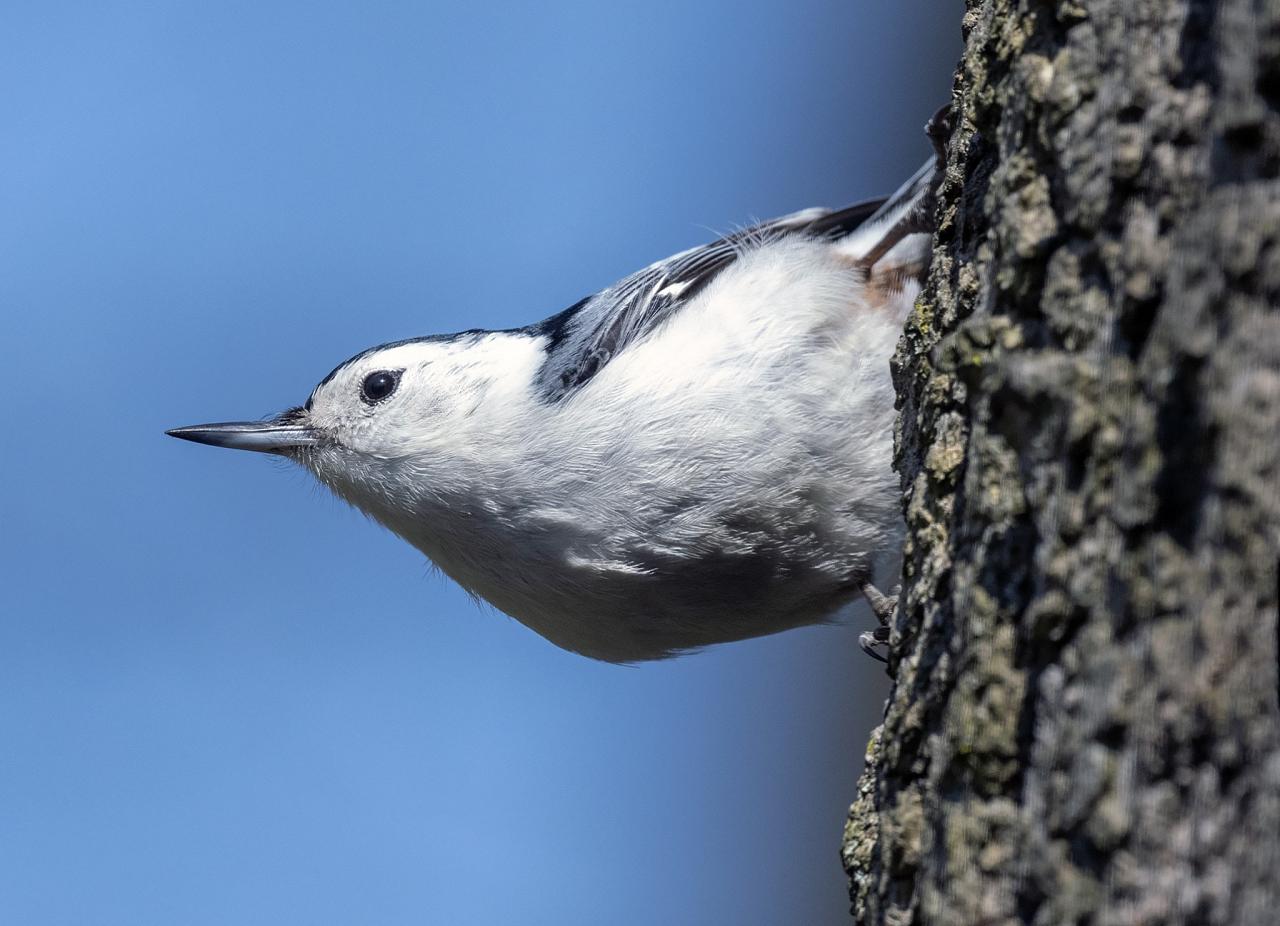 White-breasted Nuthatch, Ohio, Spring Migration, Maumee Bay, Oak Openings, Spring Migration Tour, Migration Tour, Naturalist Journeys