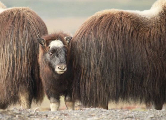Muskox, Alaska, Alaska Nature Tour, Alaska Birding Tour, Alaska Wildlife Tour, Naturalist Journeys