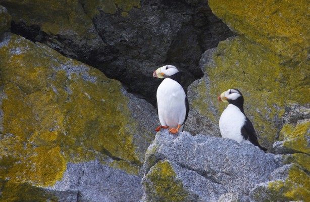 Horned Puffin, Alaska, Alaska Nature Tour, Alaska Birding Tour, Alaska Wildlife Tour, Naturalist Journeys