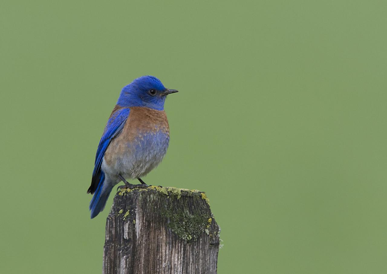 Western Bluebird, Colorado, Zapata Ranch, Colorado Nature Tour, Colorado Wildlife Tour, Colorado Ranch, Colorado Birding Tour, Naturalist Journeys