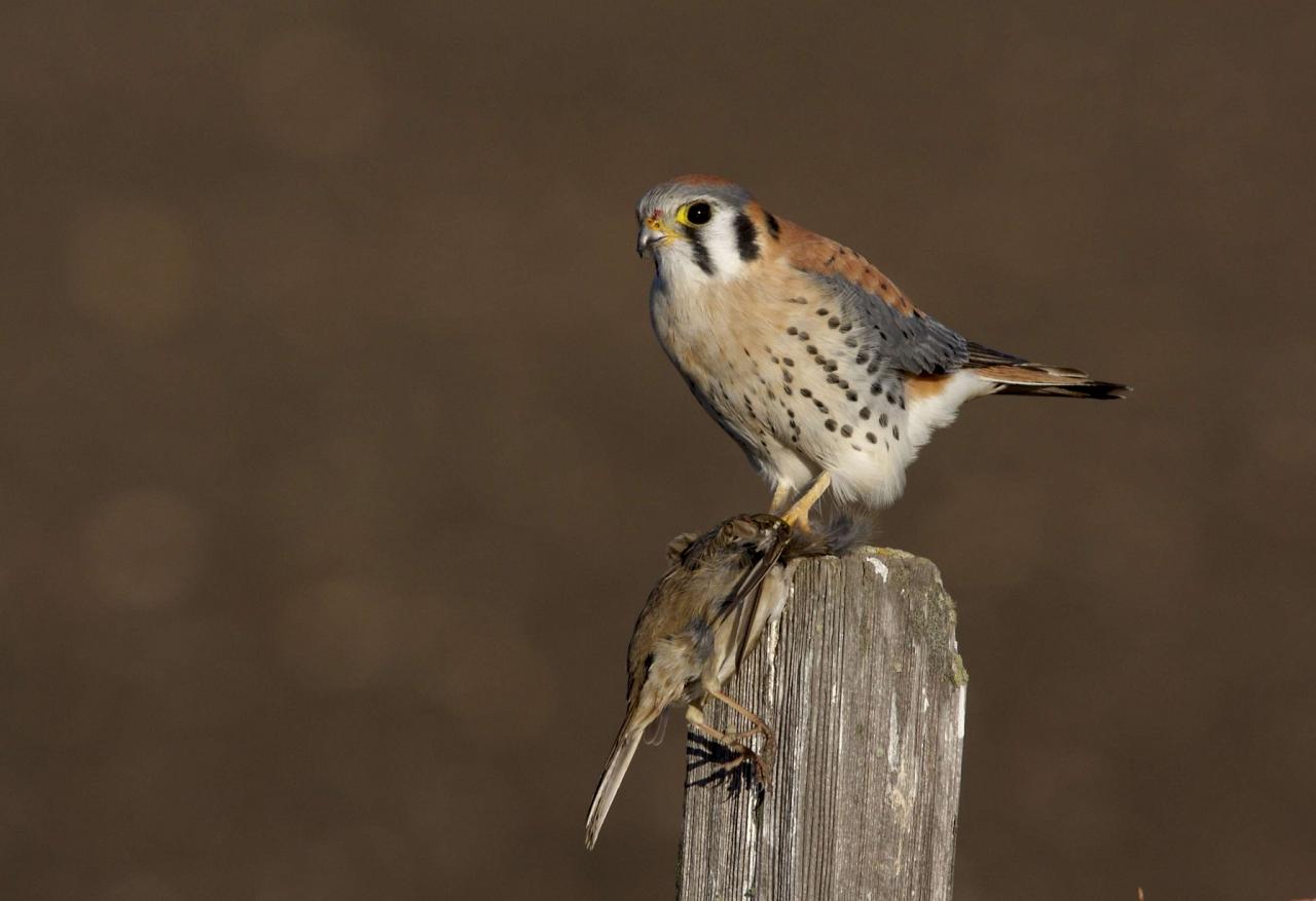 American Kestrel, Colorado, Zapata Ranch, Colorado Nature Tour, Colorado Wildlife Tour, Colorado Ranch, Colorado Birding Tour, Naturalist Journeys