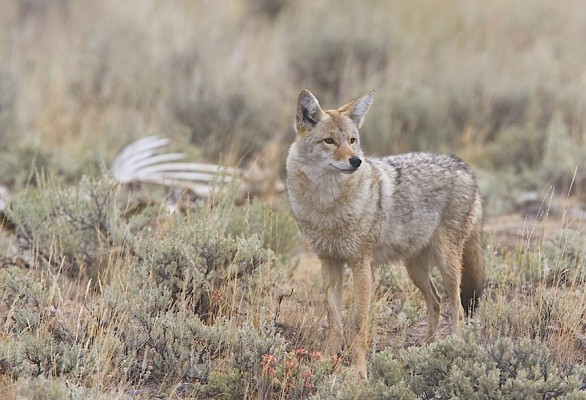 Coyote, Colorado, Zapata Ranch, Colorado Nature Tour, Colorado Wildlife Tour, Colorado Ranch, Colorado Birding Tour, Naturalist Journeys