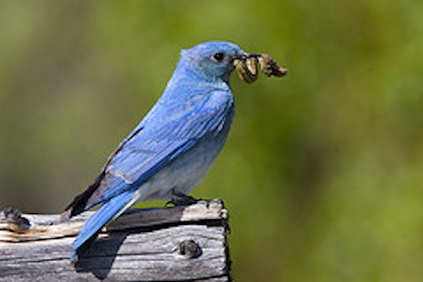 Mountain Bluebird, Colorado, Zapata Ranch, Colorado Nature Tour, Colorado Wildlife Tour, Colorado Ranch, Colorado Birding Tour, Naturalist Journeys