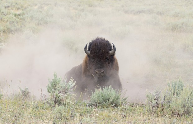 Bison, Colorado, Zapata Ranch, Colorado Nature Tour, Colorado Wildlife Tour, Colorado Ranch, Colorado Birding Tour, Naturalist Journeys