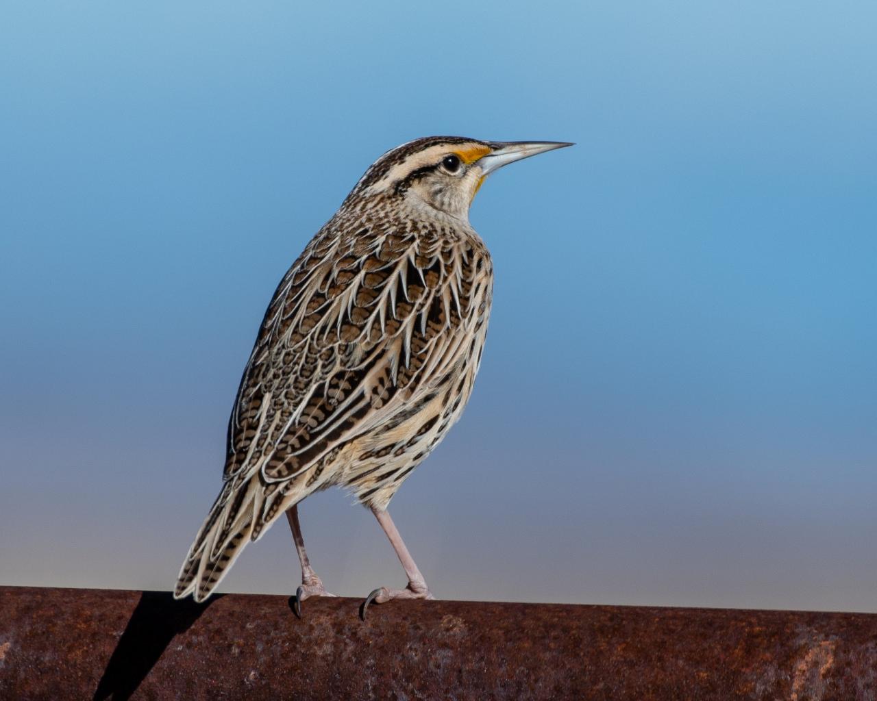 Western Meadowlark, Colorado, Zapata Ranch, Colorado Nature Tour, Colorado Wildlife Tour, Colorado Ranch, Colorado Birding Tour, Naturalist Journeys