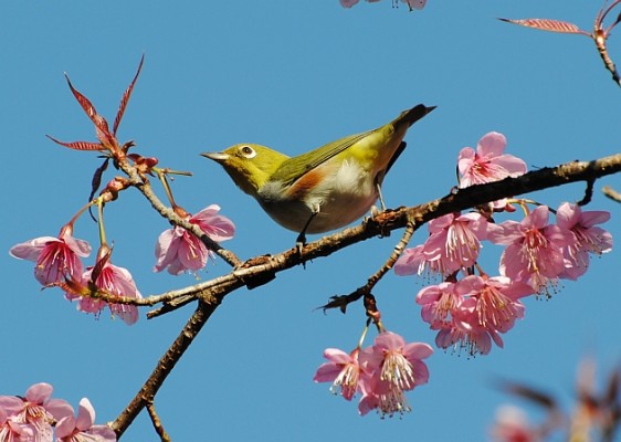 Chestnut-flanked White-eye, Thailand, Thailand Birding Tours, Asia Birding Tours, Naturalist Journeys 