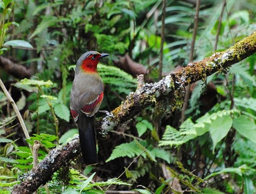 birding tour bangkok