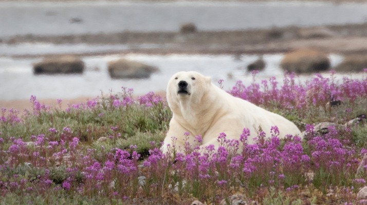 Polar Bear, Churchill, Arctic, Churchill Nature Tour, Churchill Wildlife Tour, Arctic Nature Tour, Arctic Wildlife Tour, Arctic Birding Tour, Naturalist Journeys