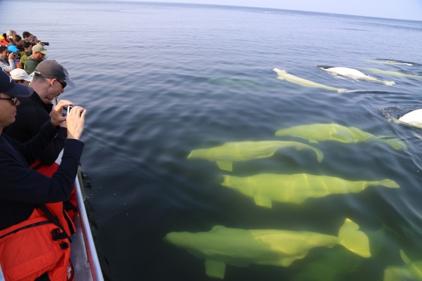Beluga, Churchill, Arctic, Churchill Nature Tour, Churchill Wildlife Tour, Arctic Nature Tour, Arctic Wildlife Tour, Arctic Birding Tour, Naturalist Journeys