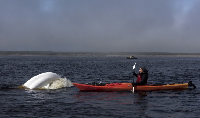 Kayaking with Belugas, Churchill, Arctic, Churchill Nature Tour, Churchill Wildlife Tour, Arctic Nature Tour, Arctic Wildlife Tour, Arctic Birding Tour, Naturalist Journeys