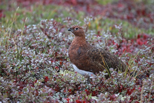 Willow Ptarmigan, Churchill, Arctic, Churchill Nature Tour, Churchill Wildlife Tour, Arctic Nature Tour, Arctic Wildlife Tour, Arctic Birding Tour, Naturalist Journeys