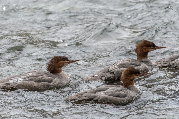 Common Merganser, Churchill, Arctic, Churchill Nature Tour, Churchill Wildlife Tour, Arctic Nature Tour, Arctic Wildlife Tour, Arctic Birding Tour, Naturalist Journeys