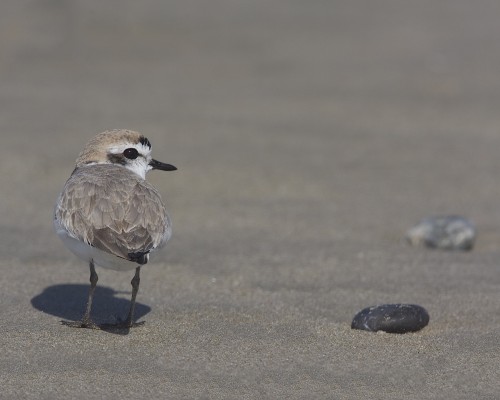 Snowy Plover, Kansas, Tallgrass Prairie, Kansas Nature Tour, Tallgrass Prairie Tour, Naturalist Journeys