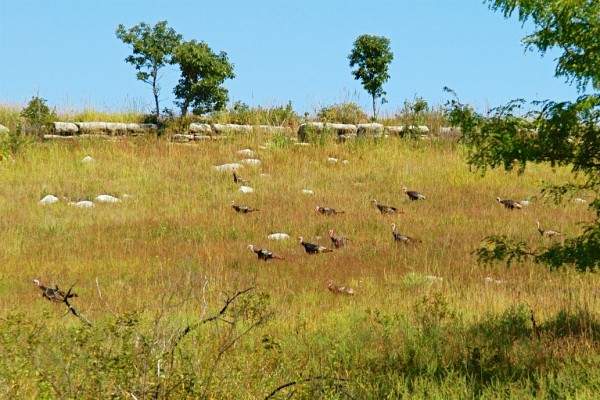 Wild Turkeys, Konza Prairie, Kansas, Tallgrass Prairie, Kansas Nature Tour, Tallgrass Prairie Tour, Naturalist Journeys