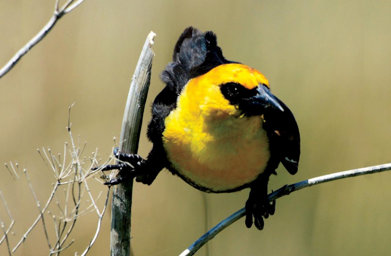 Yellow-headed Blackbird, Kansas, Tallgrass Prairie, Kansas Nature Tour, Tallgrass Prairie Tour, Naturalist Journeys	