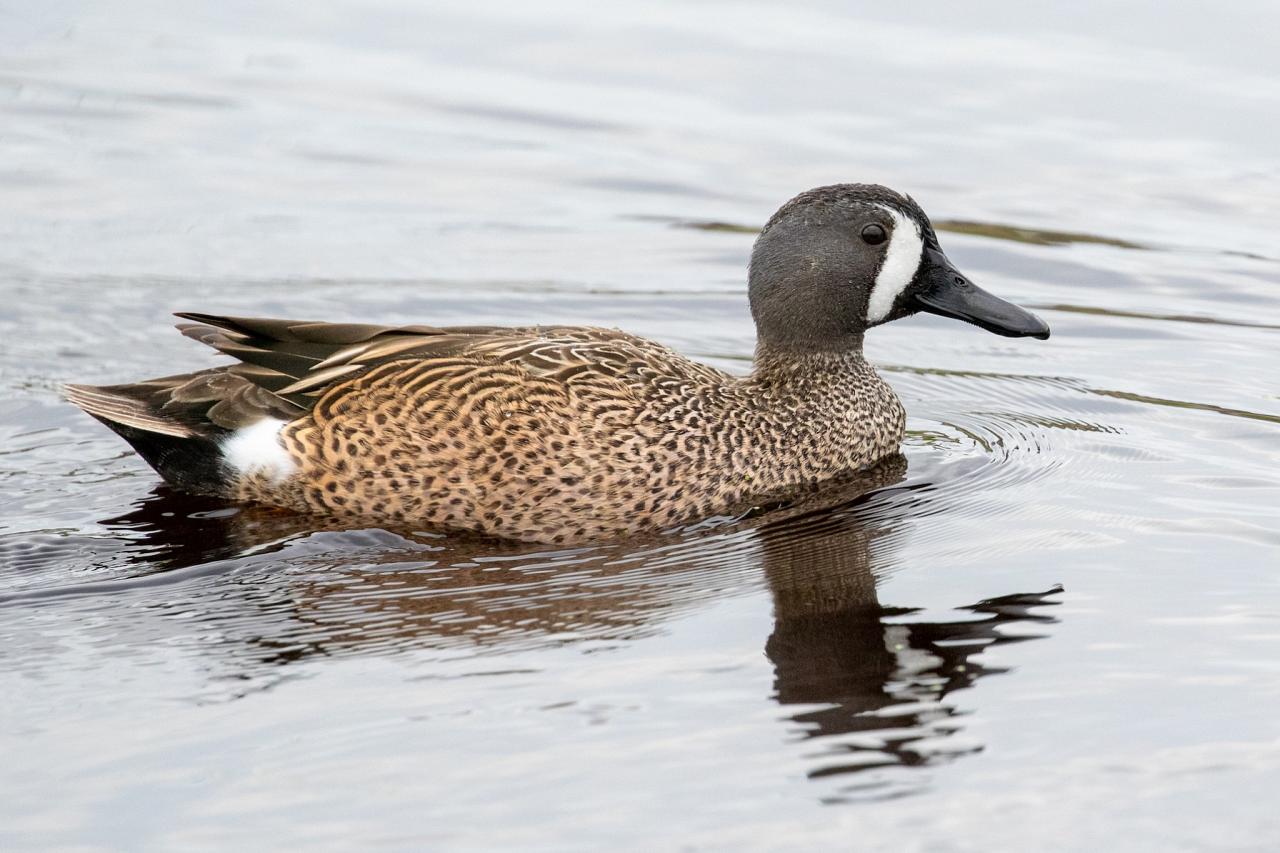 Blue-winged Teal, Kansas, Tallgrass Prairie, Kansas Nature Tour, Tallgrass Prairie Tour, Naturalist Journeys	