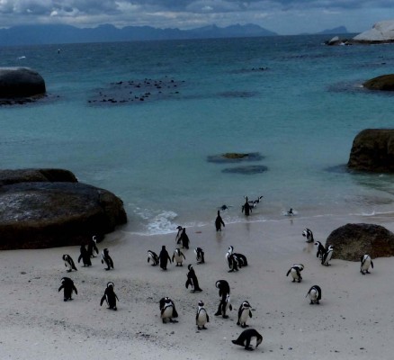 African Penguin, South Africa, South Africa Safari, South Africa Nature Tour, South Africa Wildlife Tour, South Africa Wildflower Tour, Naturalist Journeys