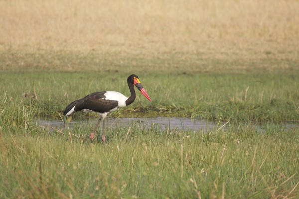 Saddle-billed Stork, South Africa, South Africa Safari, South Africa Nature Tour, South Africa Wildlife Tour, South Africa Wildflower Tour, Naturalist Journeys