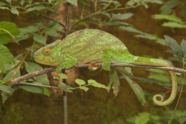 Chameleon, Madagascar, Naturalist Journeys, Madagascar Birding Tour, Madagascar Wildlife Tour, Madagascar Nature Tour 