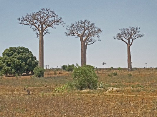 Baobab Tree, Madagascar, Naturalist Journeys, Madagascar Birding Tour, Madagascar Wildlife Tour, Madagascar Nature Tour 
