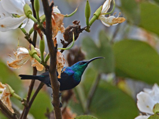 Green Sunbird, Madagascar, Naturalist Journeys, Madagascar Birding Tour, Madagascar Wildlife Tour, Madagascar Nature Tour