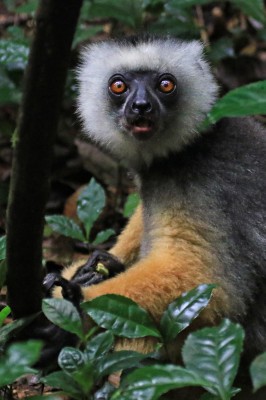 Diademed Sifaka, Andasibe National Park, Madagascar, Naturalist Journeys, Madagascar Birding Tour, Madagascar Wildlife Tour, Madagascar Nature Toure
