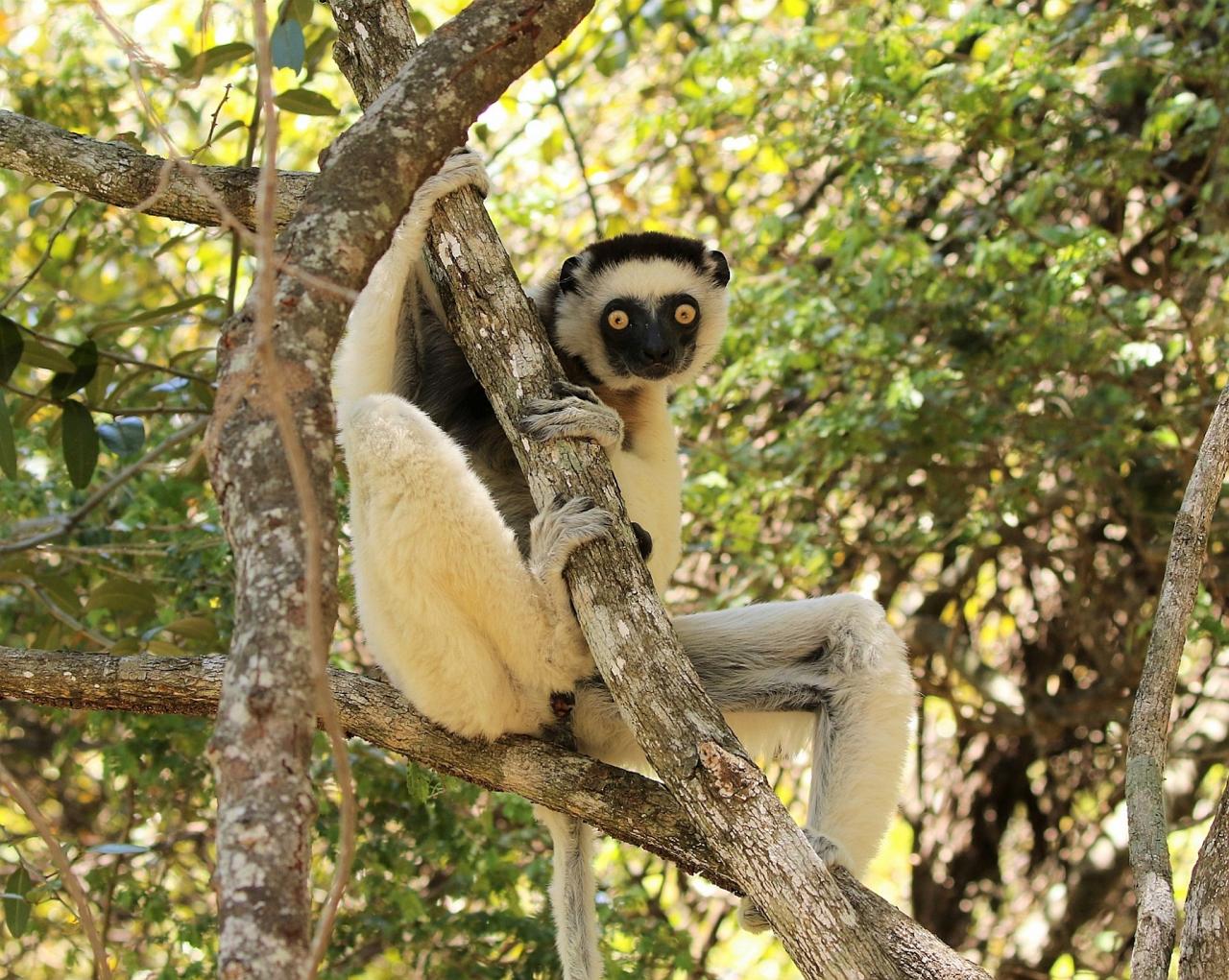 Verraux's Sifaka, Madagascar, Madagascar Nature Tour, Madagascar Wildlife Tour, Africa Wildlife, 