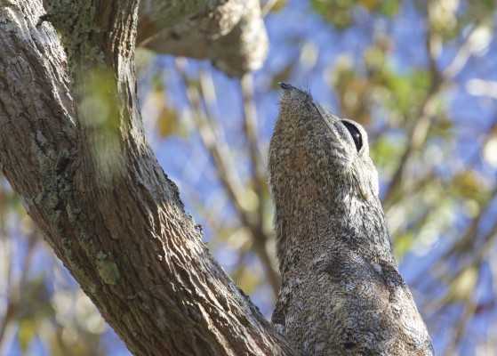 Great Potoo, Costa Rica, Costa Rica Birding Tour, Costa Rica Nature Tour, Costa Rica Tour, Naturalist Journeys