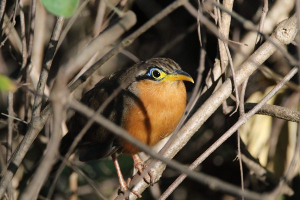 Lesser Ground Cuckoo, Costa Rica, Costa Rica Birding Tour, Costa Rica Nature Tour, Costa Rica Tour, Naturalist Journeys