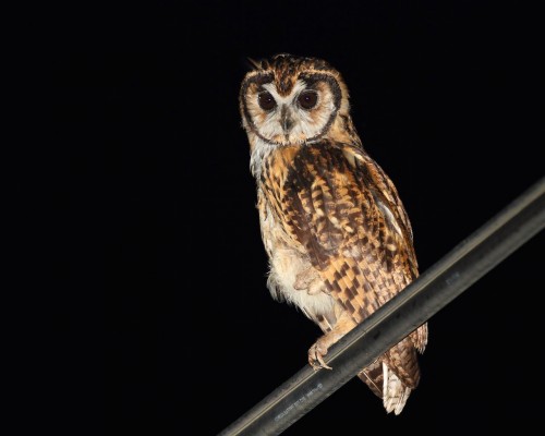 Striped Owl, Costa Rica, Costa Rica Birding Tour, Costa Rica Nature Tour, Costa Rica Tour, Naturalist Journeys