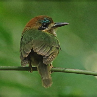 Tody Motmot, Costa Rica, Costa Rica Birding Tour, Costa Rica Nature Tour, Costa Rica Tour, Naturalist Journeys