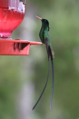 Streamertail, Jamaica Birding Tour, Naturalist Journeys, Jamaican Endemics, Jamaica Wildlife, Caribbean Birding