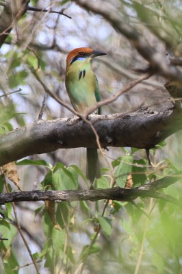 Russet-crowned Motmot, Monarch Migration, Monarch Migration Tour, Mexico Butterfly Tour, Mexico Nature Tour, Mexico Birding Tour, Michoacan, Naturalist Journeys